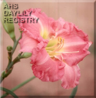 Rosado Guino AHS image