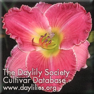 Miss Dorothy AHS image