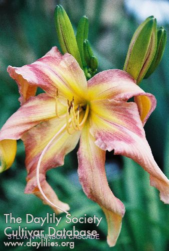 Sylvan Rainbow Cascade AHS image