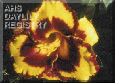 Elizabeth Hay