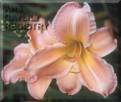 Shelby Twilight Dance AHS image