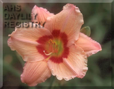 Mystical Merlin AHS image