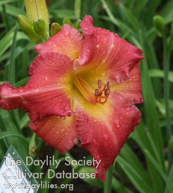 Rhythm of Spring AHS image