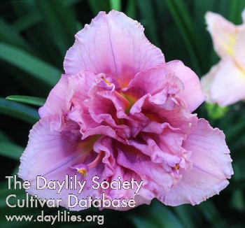 Thistle Pink Truffle AHS image