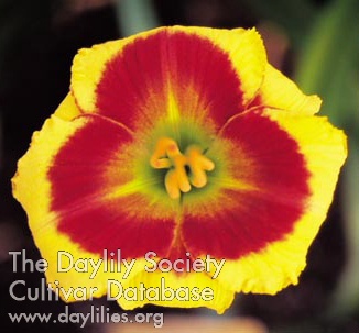 Sungold Candy AHS image