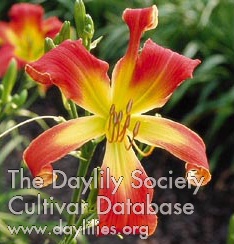 Jabberwocky AHS image