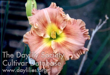 Forsyth Pink Monarch AHS image