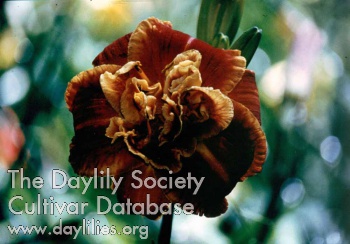 Bubba's Seminole Colors AHS image