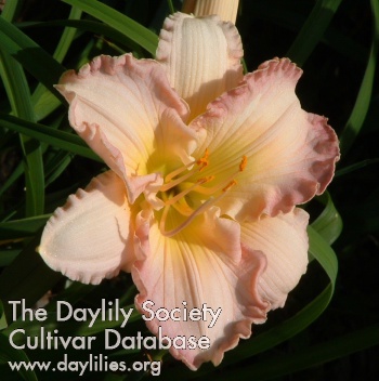 Diana Lynne's Gift