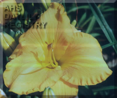 Helen Young AHS image