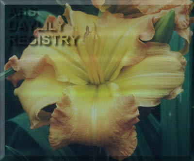 Sahara Flirt AHS image