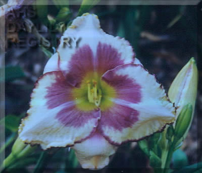 Bushwacker's Ball AHS image