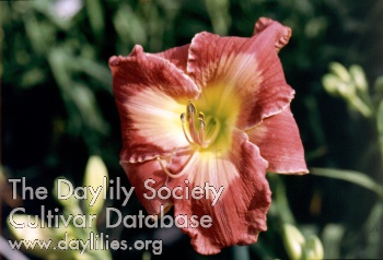 Song of Beauty AHS image