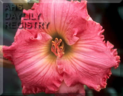 Something Superb AHS image