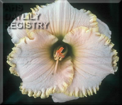 Pearl Cove AHS image