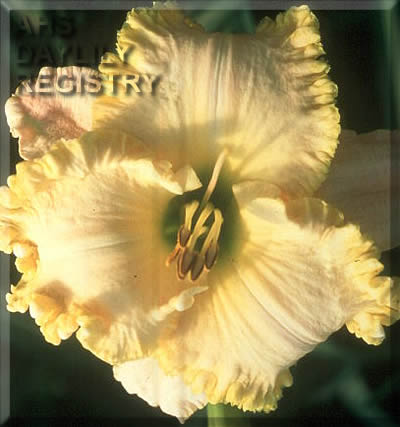 Overall Winner AHS image