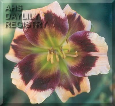 Vivid Vision AHS image