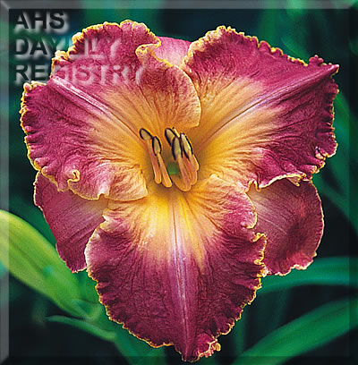 Phoenix Rising AHS image
