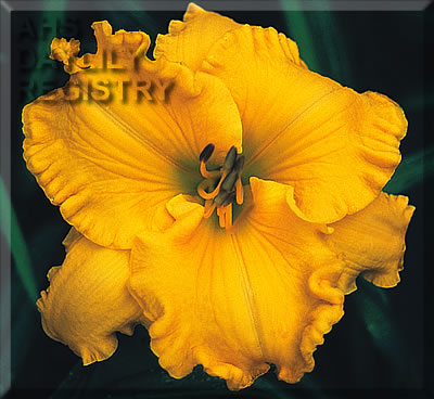 Blackbeard's Treasure AHS image