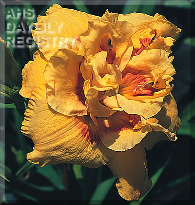 Champagne Supernova AHS image