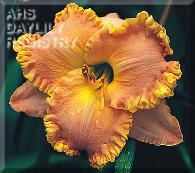 Coral and Gold AHS image