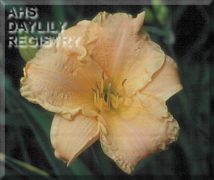 Early and Often AHS image