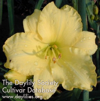 Flowers of Sulphur AHS image