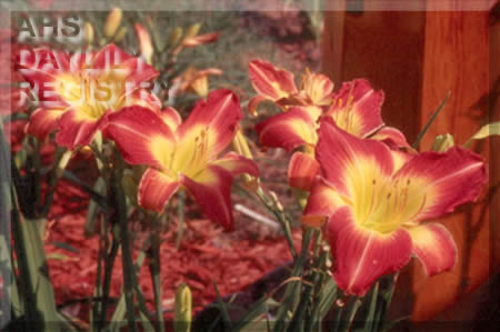 Lighthouse Rose Bouquet AHS image