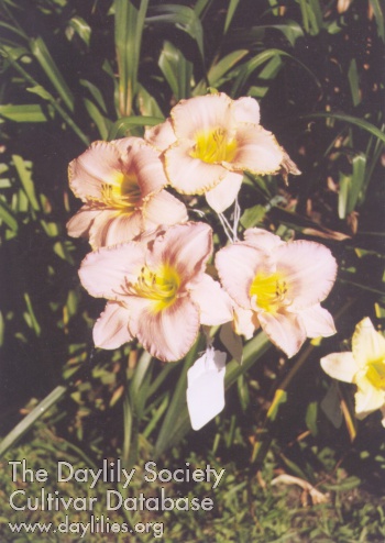 Marie Webb AHS image