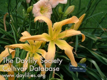 Fantasy Frolic AHS image