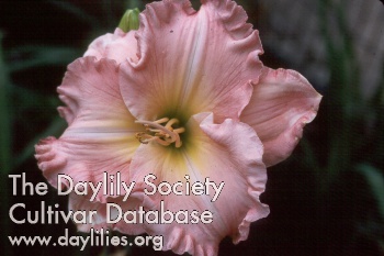 Siloam Early Dawn AHS image