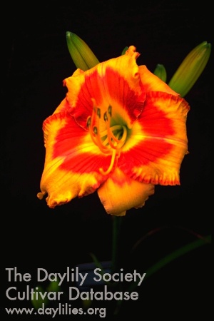 Topguns Sherri Lynn AHS image