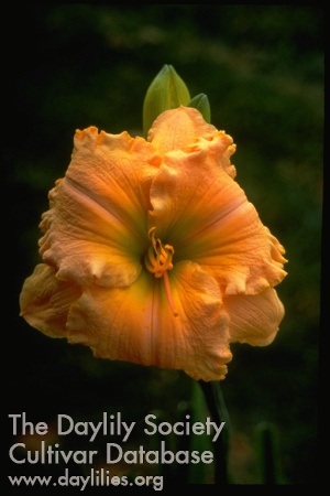Topguns Eveline AHS image