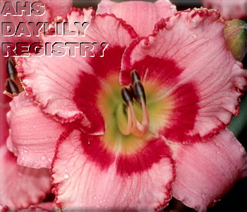 Continuous Beauty AHS image