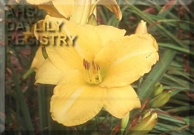 Yellow Parasol Lady AHS image
