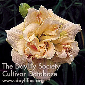 Papaya Chiffon Truffle AHS image