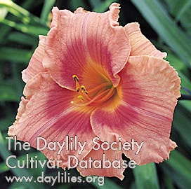 Lilly and Petals AHS image