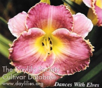 Dances with Elves AHS image