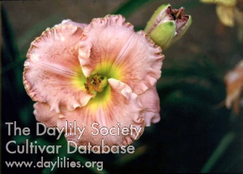 Pinky AHS image