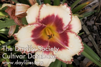 Spacecoast Cherries and Cream AHS image