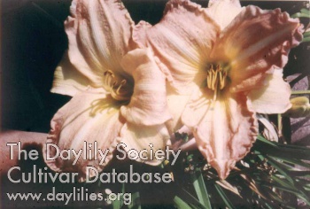 Sister's Lacy Delight AHS image