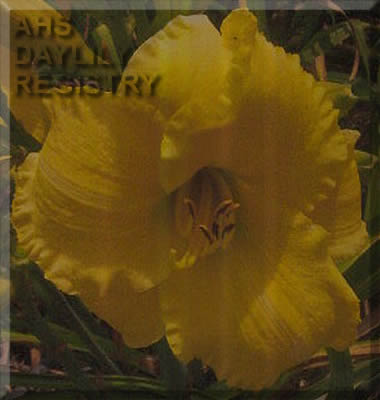 Grace Jacobs AHS image