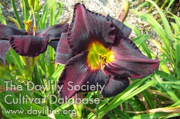 Sellstation Plum Crazy AHS image