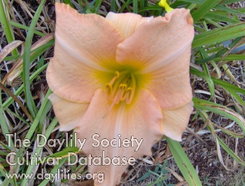Betty Jane's Angel AHS image