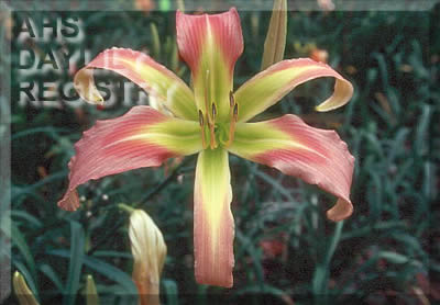 Memories of Oz AHS image