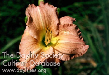 Sagamore Lucilla Sayre AHS image