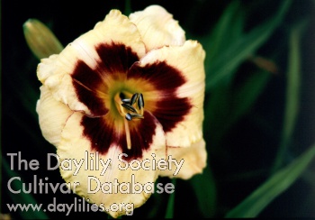 Sagamore Alan Rosenblatt AHS image
