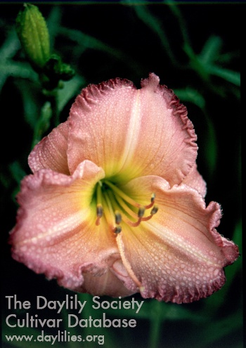 Sagamore Carol A. Scacchi AHS image