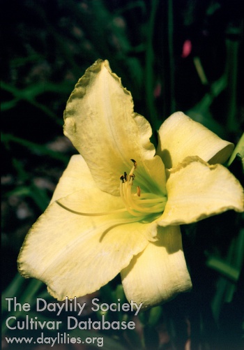 Sagamore Phyllis Goldwater AHS image