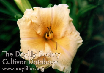 Sagamore Lydia Bryan AHS image